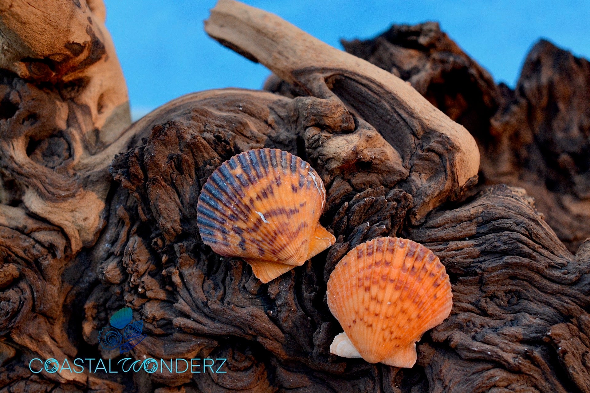Calico Atlantic Scallop Seashells - Argopecten Gibbus - (10 shells app –  seashellmart