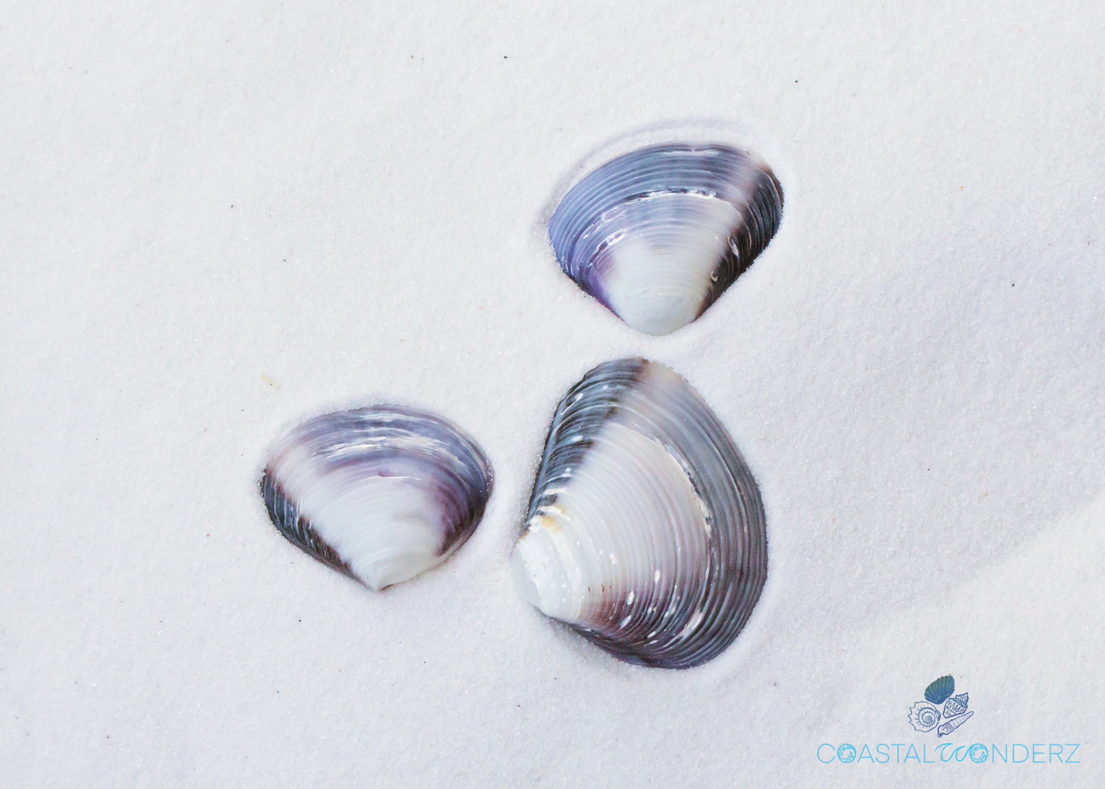 Polished Purple Clam Shell