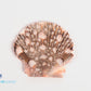 Baby Flat Shell (Pecten Pyxidata)