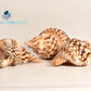 Caribbean Triton Seashell (Charonia Tritonis)