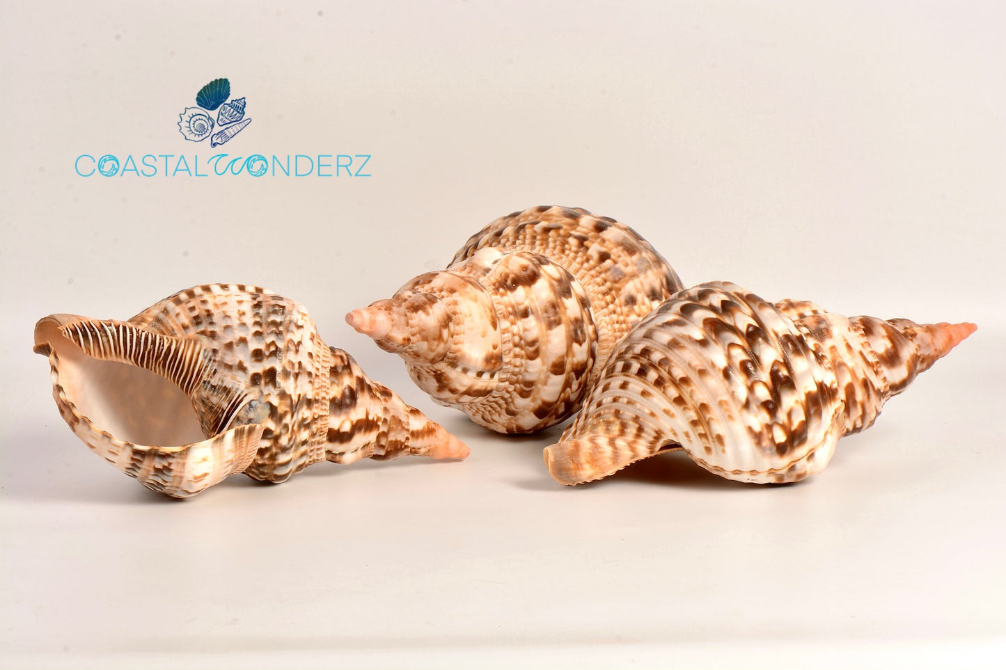 Caribbean Triton Seashell (Charonia Tritonis)