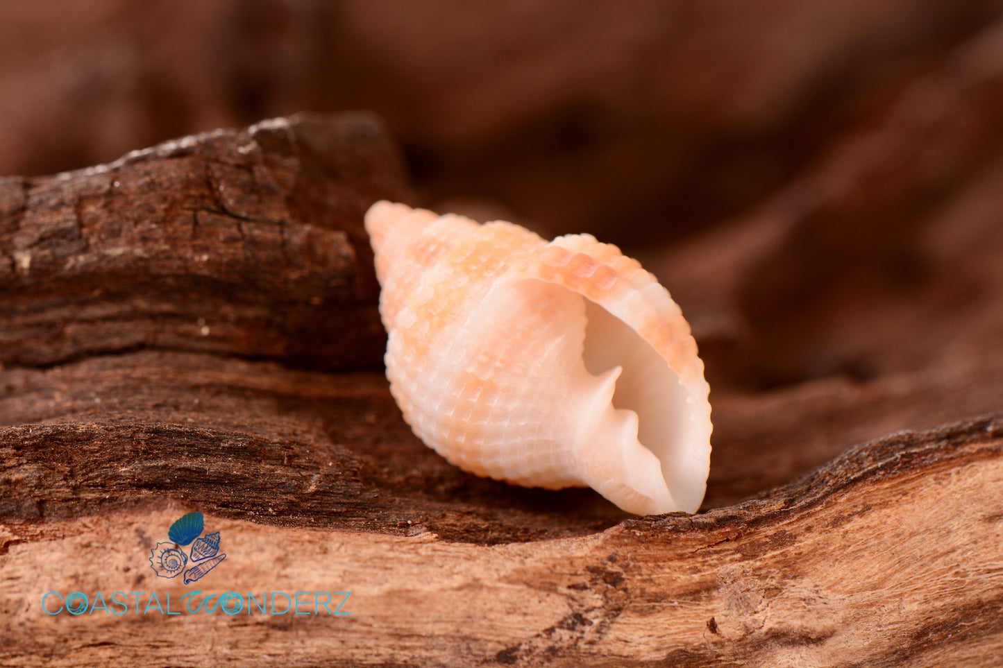 Nutmeg Shell (Cancellaria Reticulat)