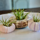 Sea Urchin Air Plant - Tillandsia