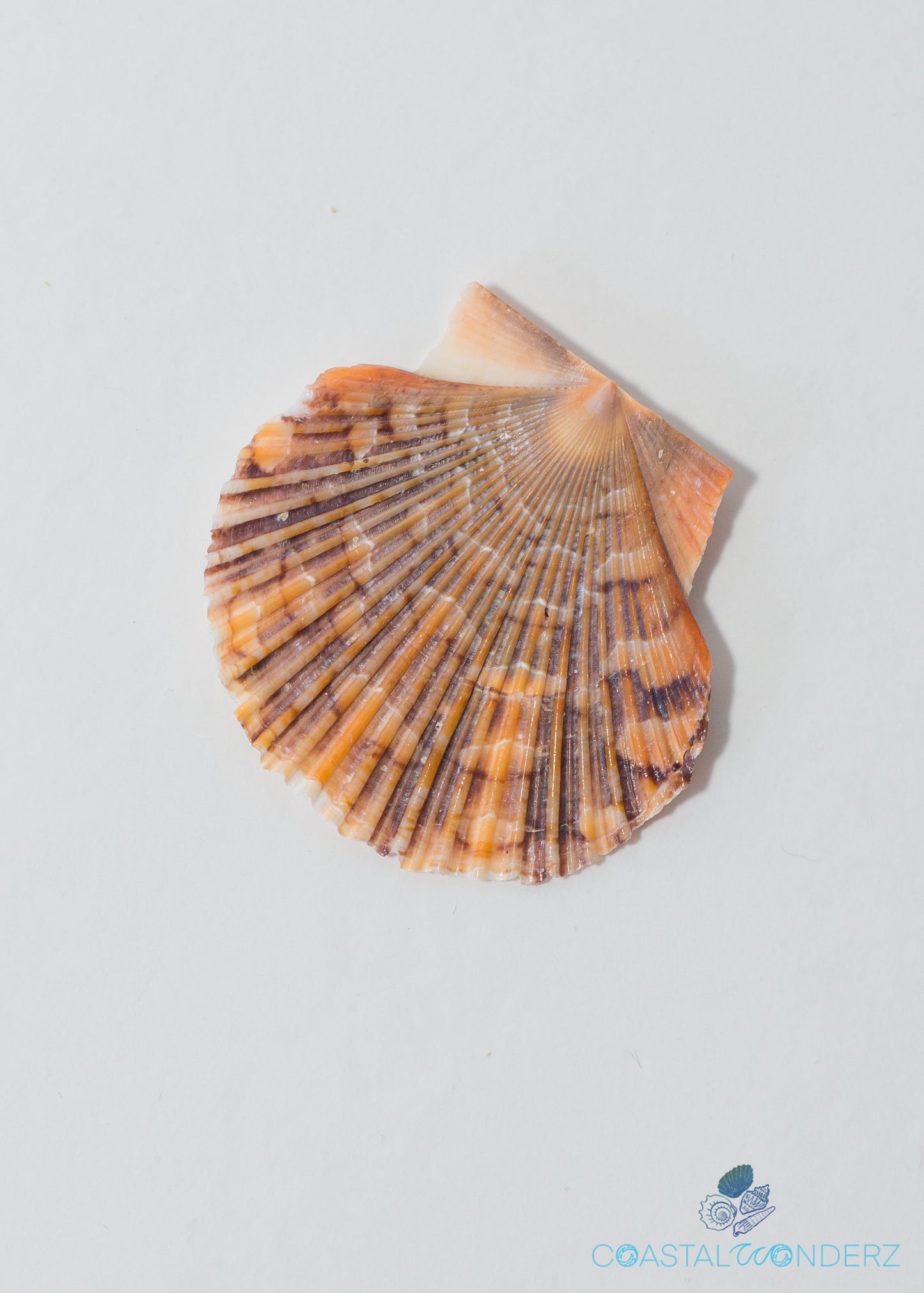 Baby Flat Shell (Pecten Pyxidata)