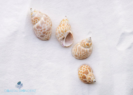 Babylonia Shell (Babylonia Japonica)