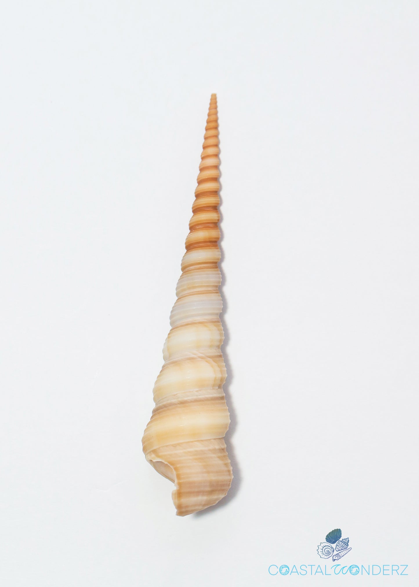 Brown Turritella Duplicata Shell