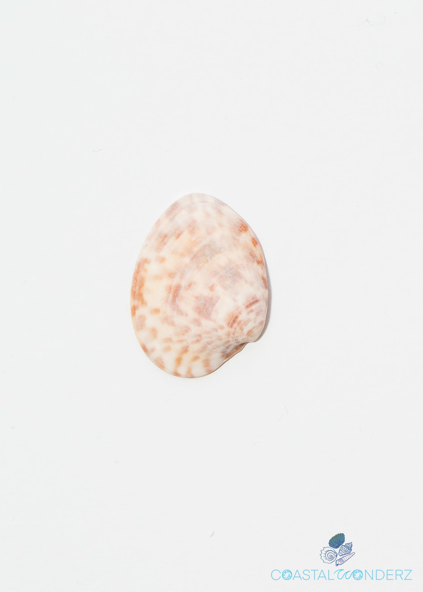 Calico Clam Shell (Macrocallista Maculata)
