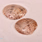 Calico Clam Shell (Macrocallista Maculata)