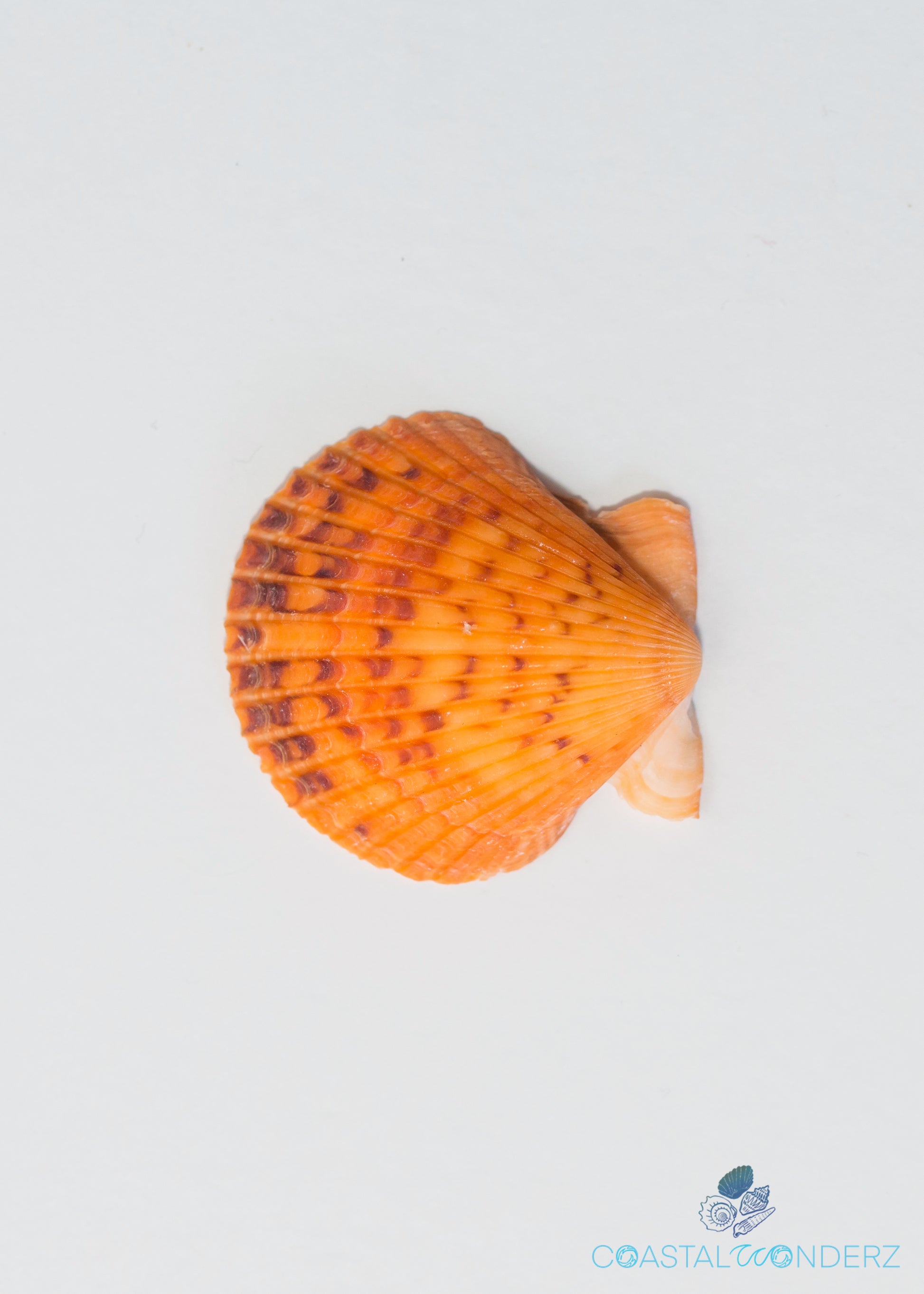 Calico Atlantic Scallop Seashells - Argopecten Gibbus - (10 shells app –  seashellmart