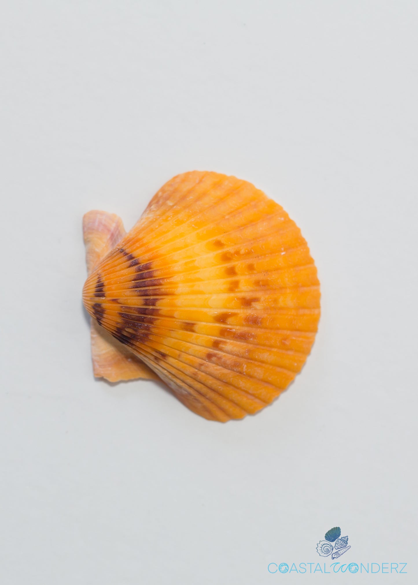 Orange Scallop or Calico Pecten Shell (Argopecten Gibbus)