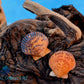 Orange Scallop or Calico Pecten Shell (Argopecten Gibbus)