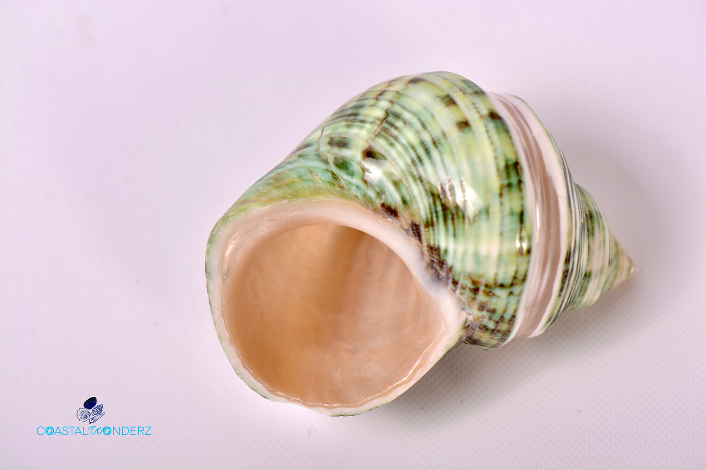 Carved Banded Turbo Setosus Shell