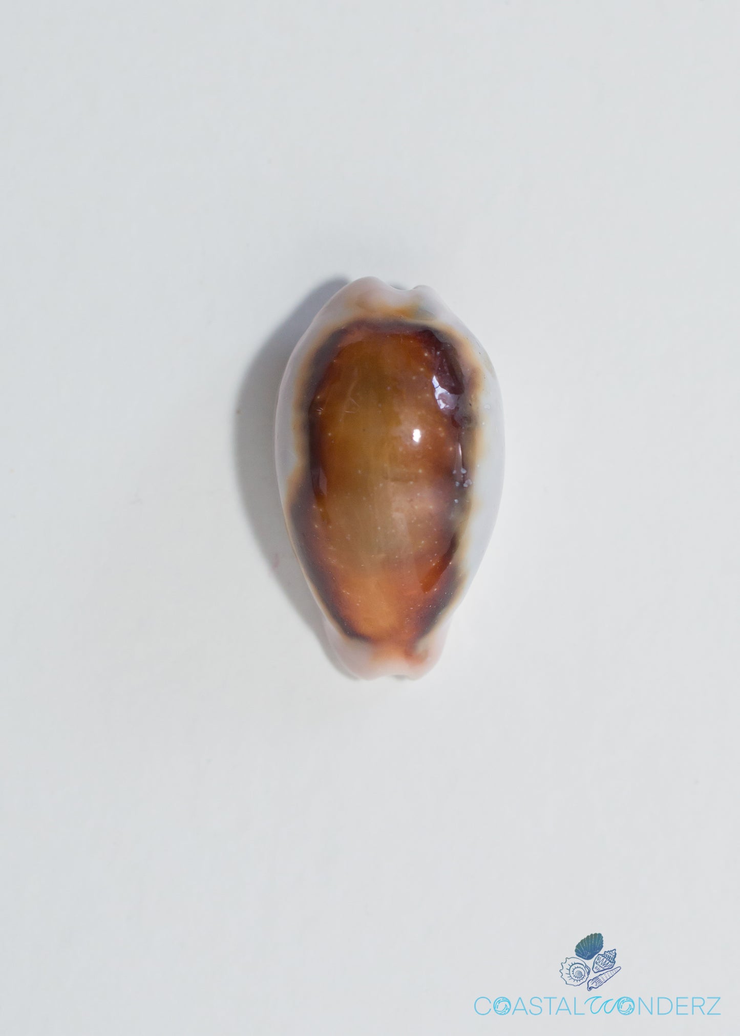 Chestnut Cowrie Shell (Cypraea Spadicea and Neobernaya spadicea)
