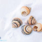 Beaded Candy Periwinkle Shell (Coronate Periwinkle or Tectarius Coronatus)