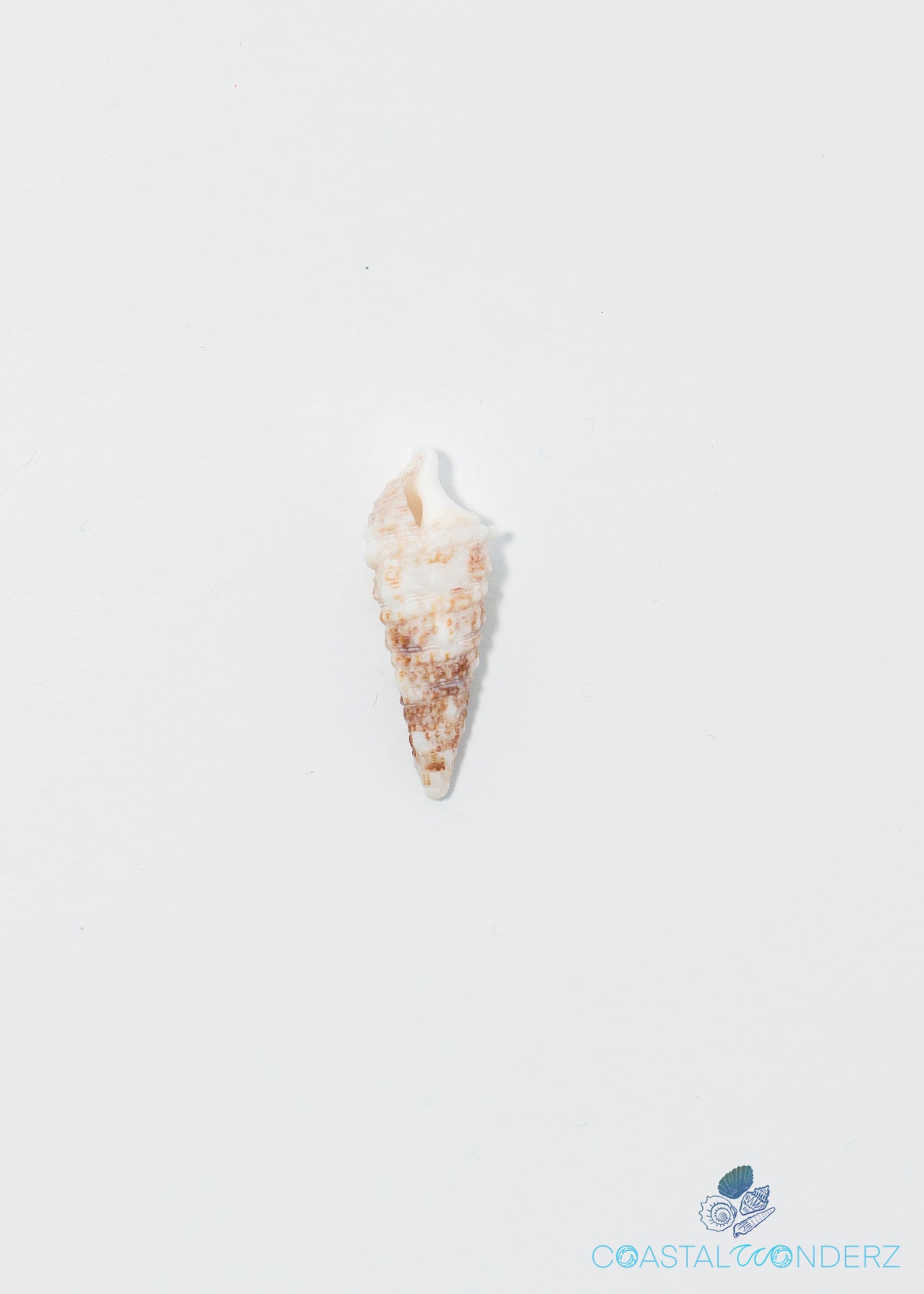 Cerith Shell (Cerithium Atratum)