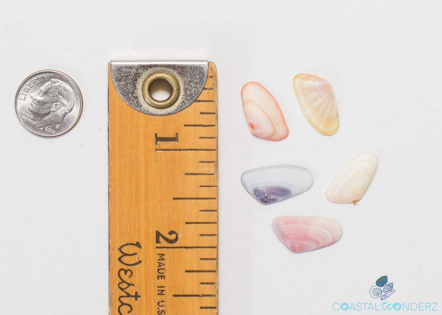 Coquina Seashells (Donax variabilis)