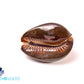 Daybreak Cowrie Shell (Palmadusta Diluculum)