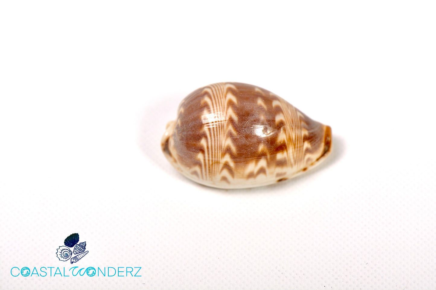 Daybreak Cowrie Shell (Palmadusta Diluculum)