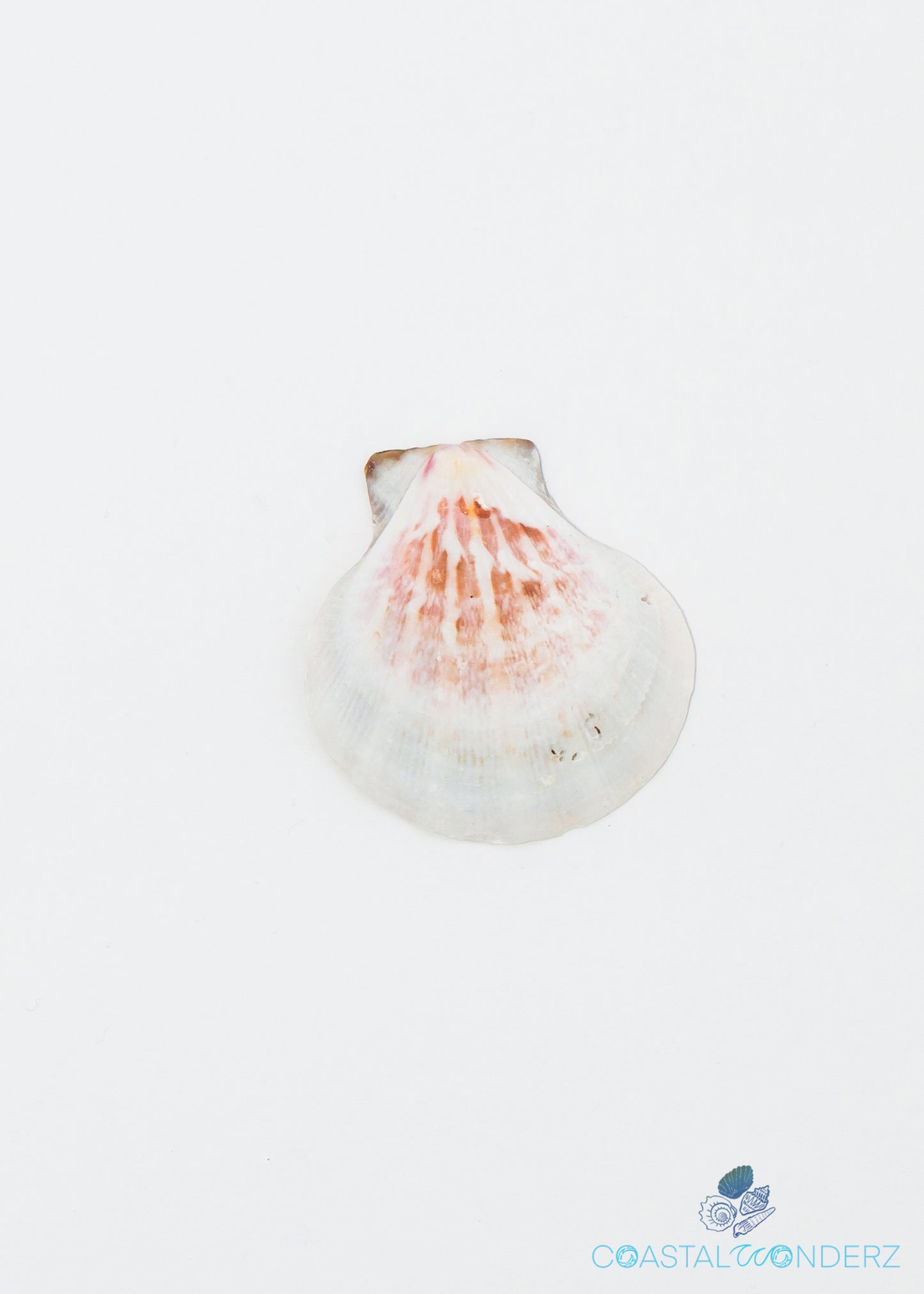 Distant Scallop Shell (Pecten Vexillum)