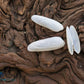 False Angel Wing Shell (Petricolaria Pholadiformis)