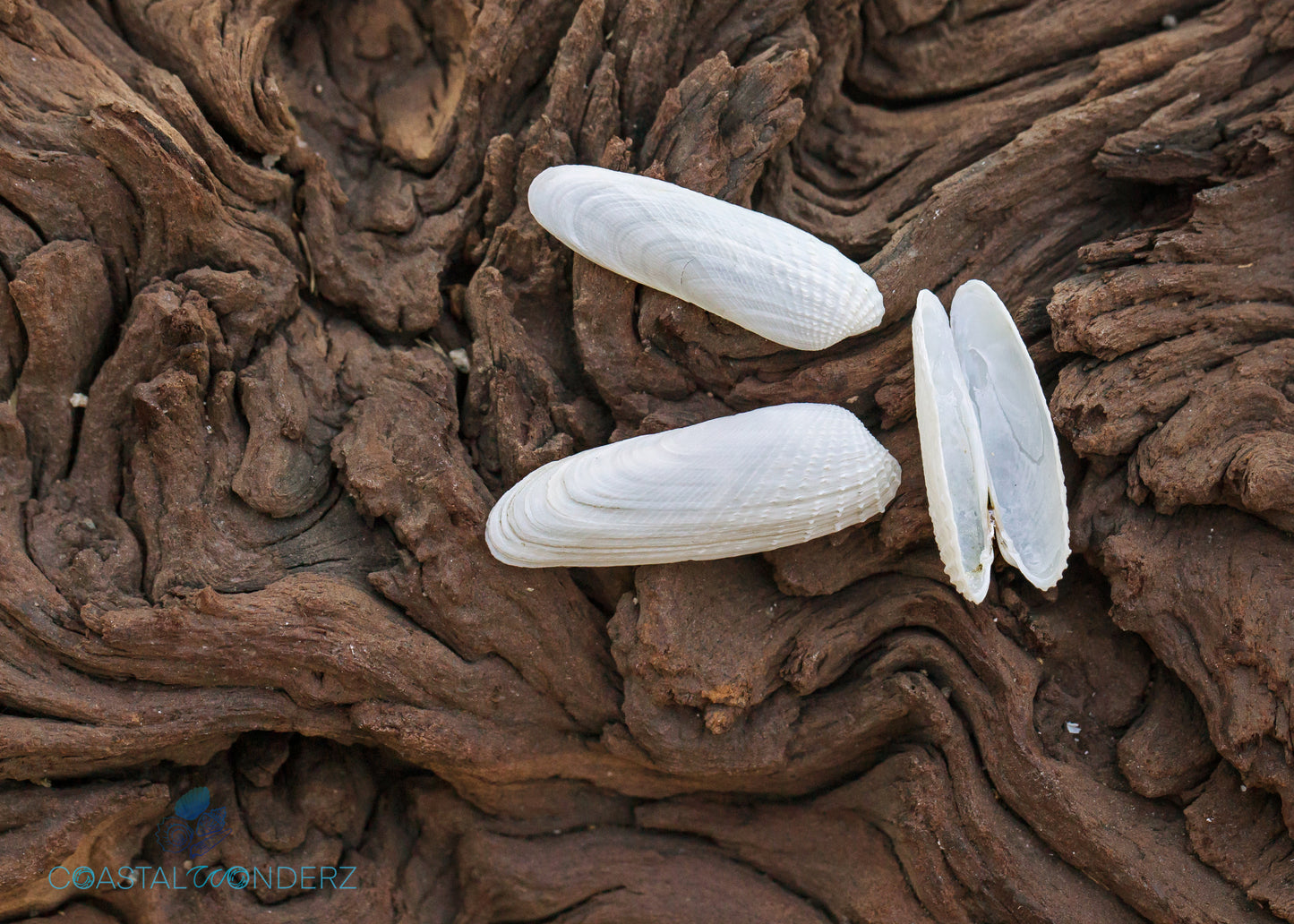 False Angel Wing Shell (Petricolaria Pholadiformis)