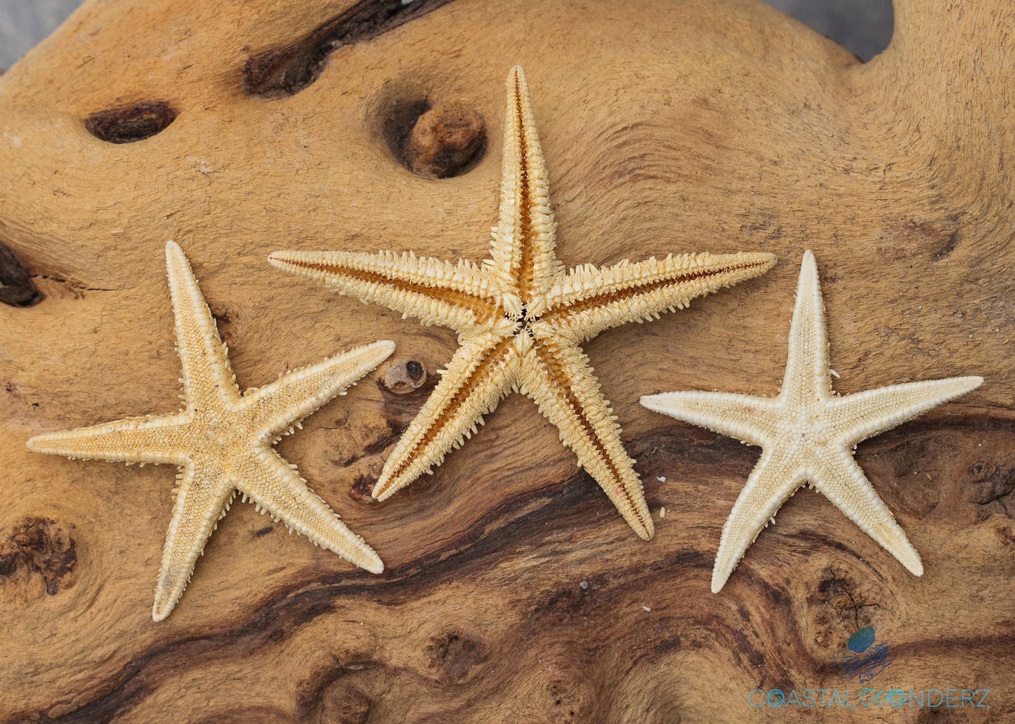 Flat Tan Starfish