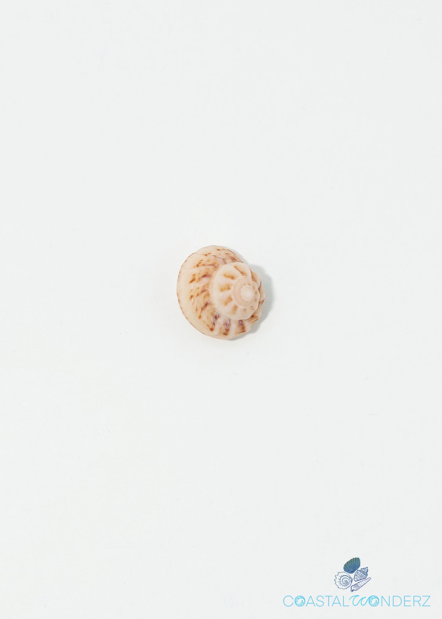 Button Snail Shell (Modulus Modulus)