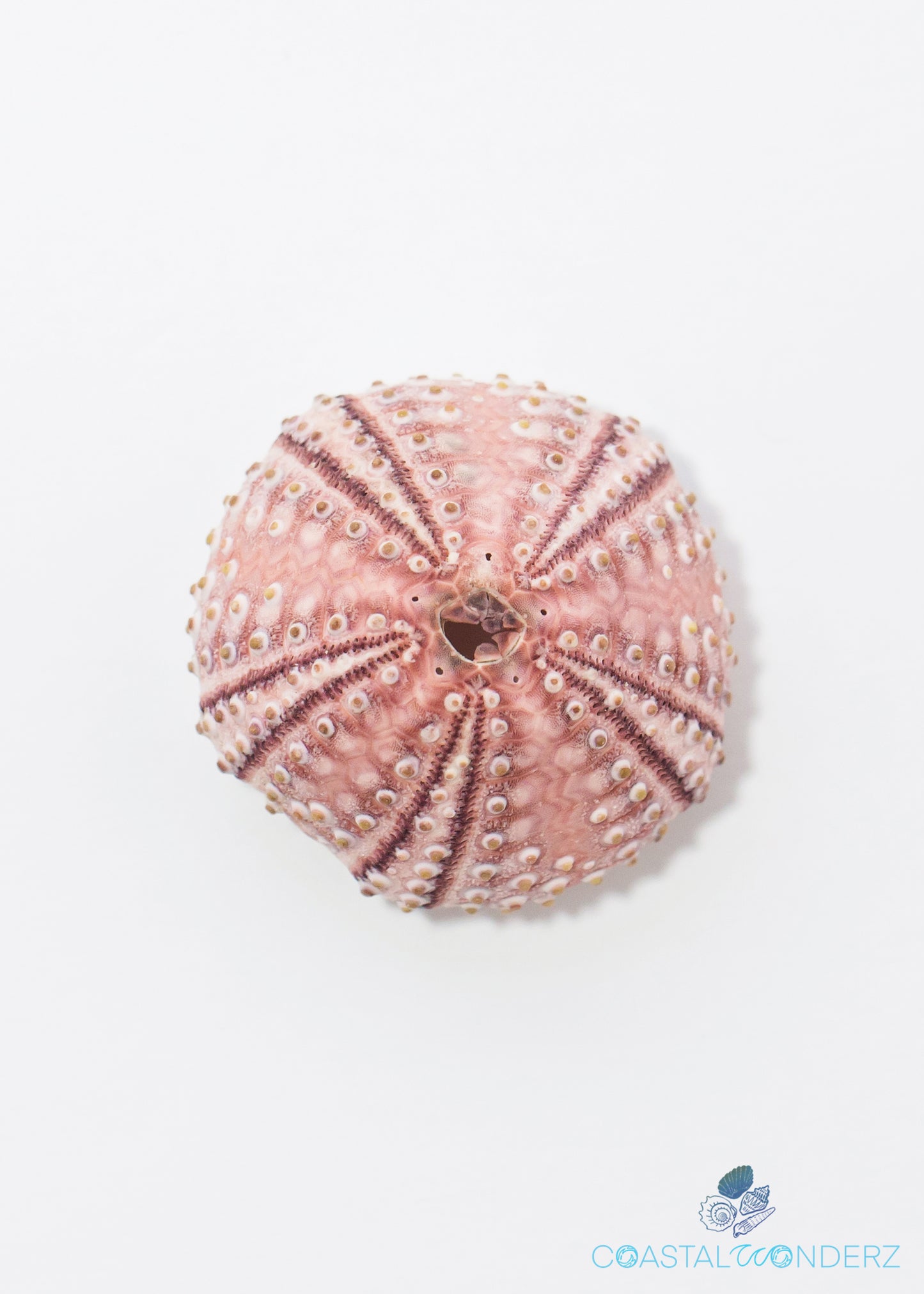 Florida Sea Urchin