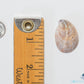 Florida Slipper Shell (Crepidula Fornicata)