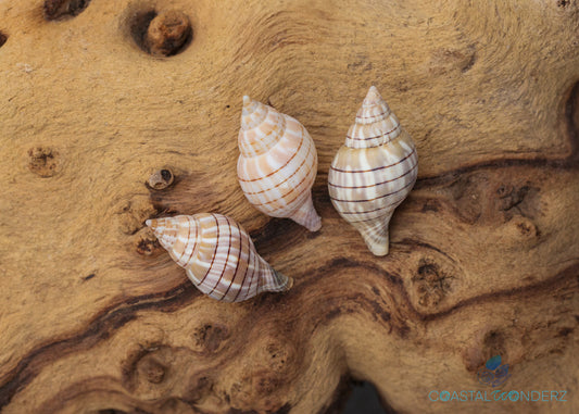 Banded Tulip Shell (Cinctura Hunteria)