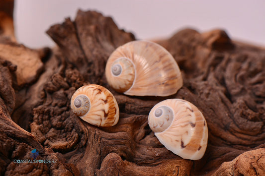 Colorful Moon Snail Shell (Naticarius Canrena)