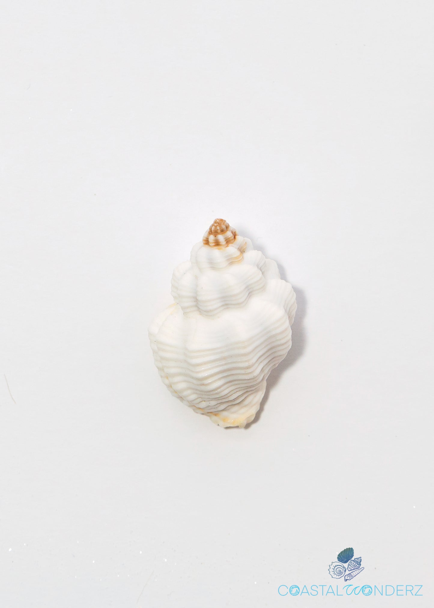 Goblet Shell (Tranquebar Goblet and Cantharus tranquebaricus)