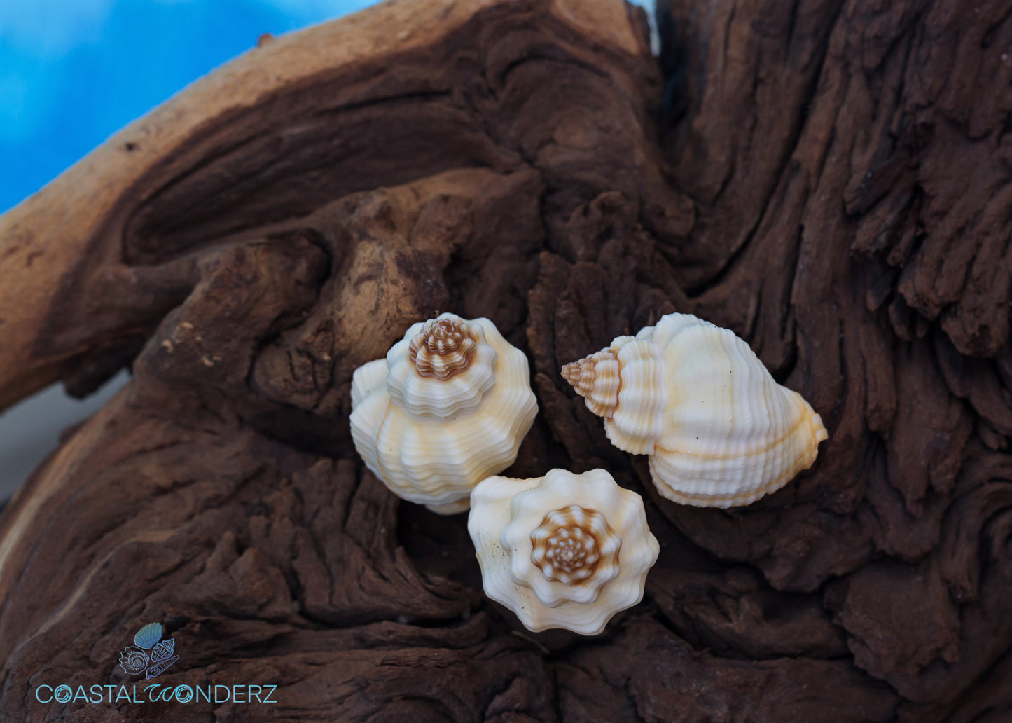 Goblet Shell (Tranquebar Goblet and Cantharus tranquebaricus)