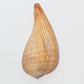 Graceful Fig Shell (Ficus Gracilis)