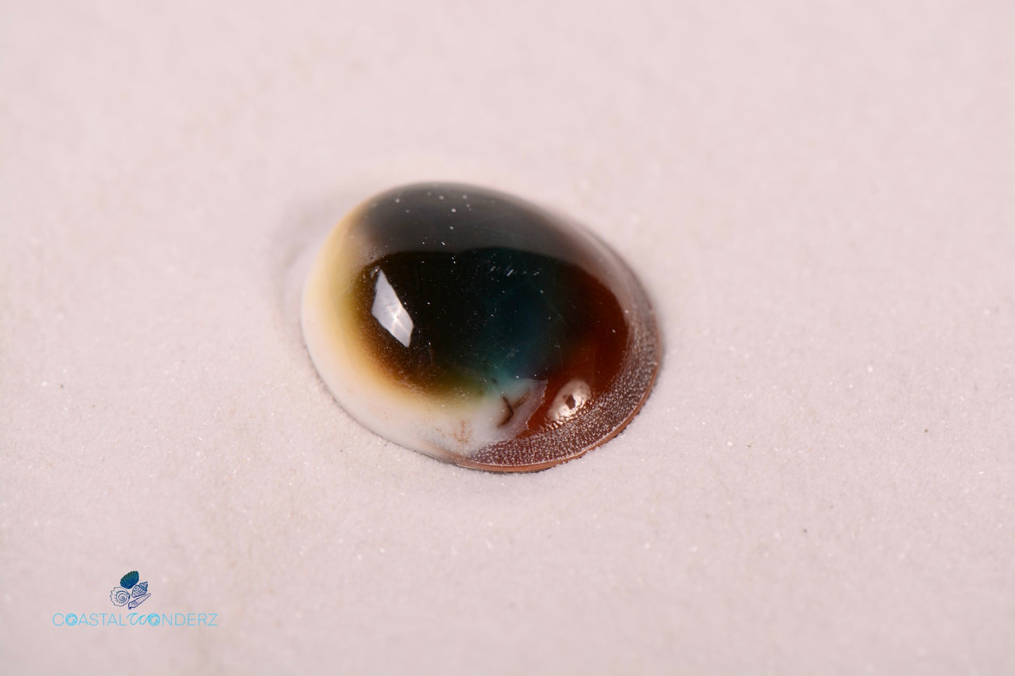 Green Cat Eye Shell (Lunella Smaragda)