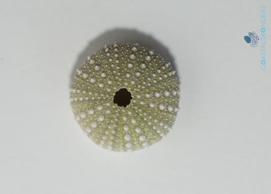 Green Mexican Sea Urchin
