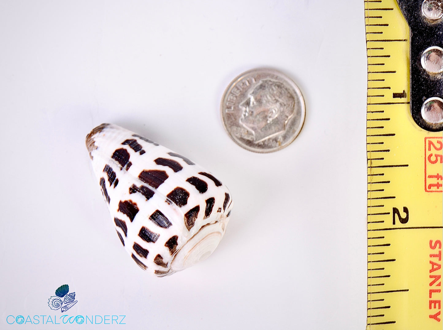 Hebrew Cone Shell (Cardium Cardissa)