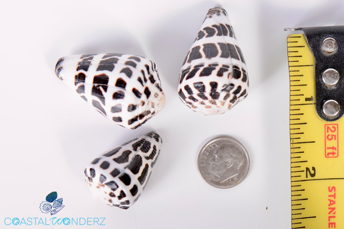Hebrew Cone Shell (Cardium Cardissa)