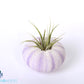 Sea Urchin Air Plant - Tillandsia