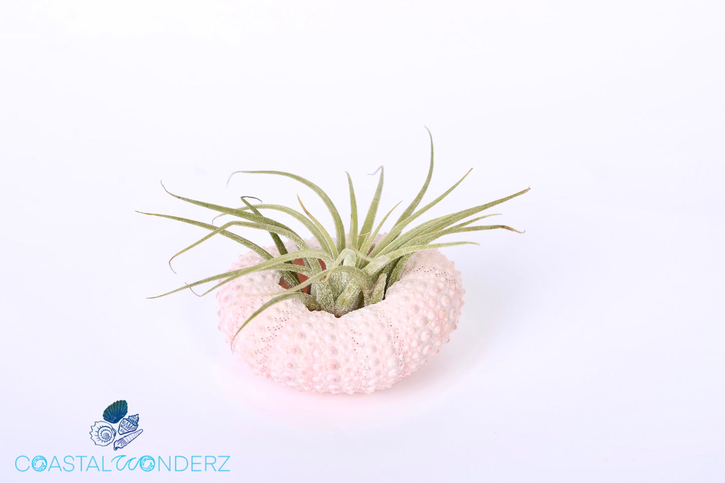 Sea Urchin Air Plant - Tillandsia