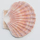 Irish Flat Scallop Shell 3 - 4" and 4 - 5" in overall size