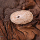 Keyhole Limpet Shell (Diodora Cayenensis)