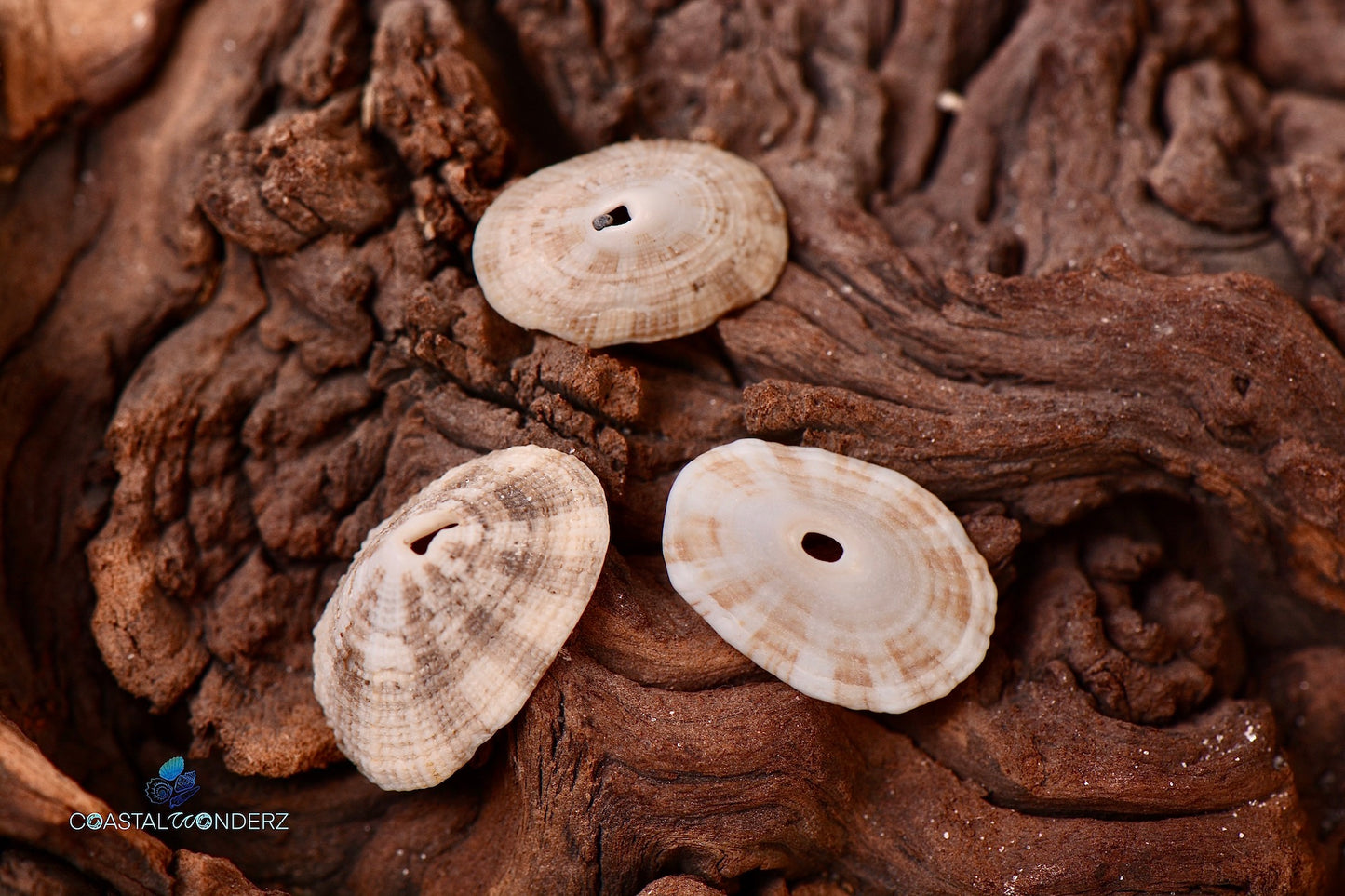 Keyhole Limpet Shell (Diodora Cayenensis)