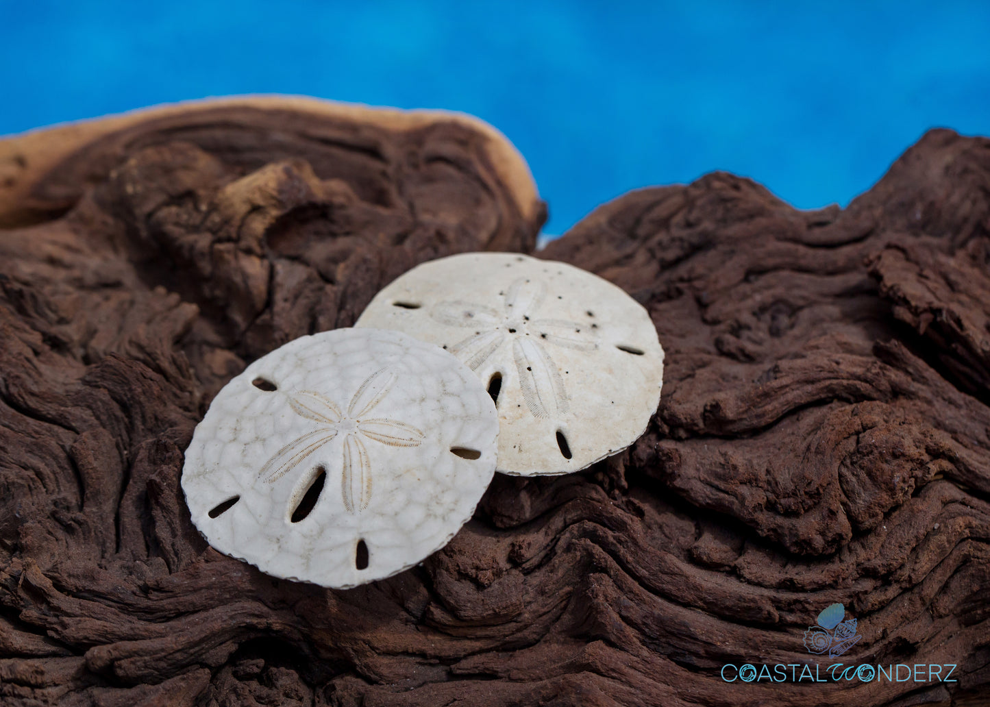 Keyhole Sand Dollars