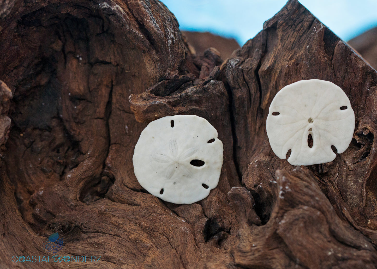 Keyhole Sand Dollars