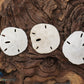 Keyhole Sand Dollars