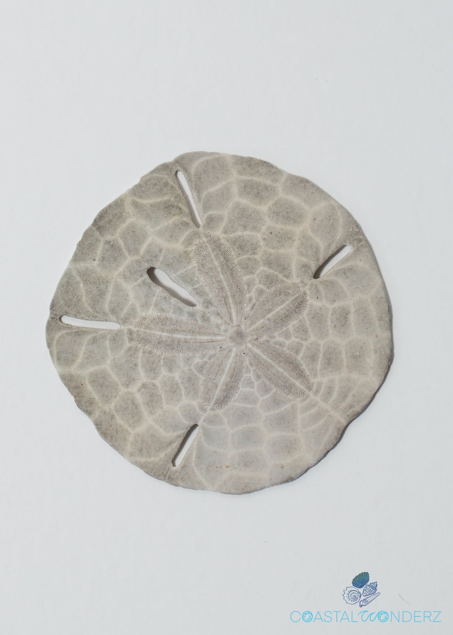 Keyhole Sand Dollars