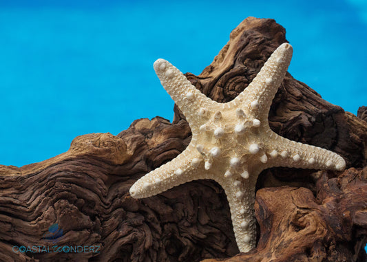 Knobby Starfish