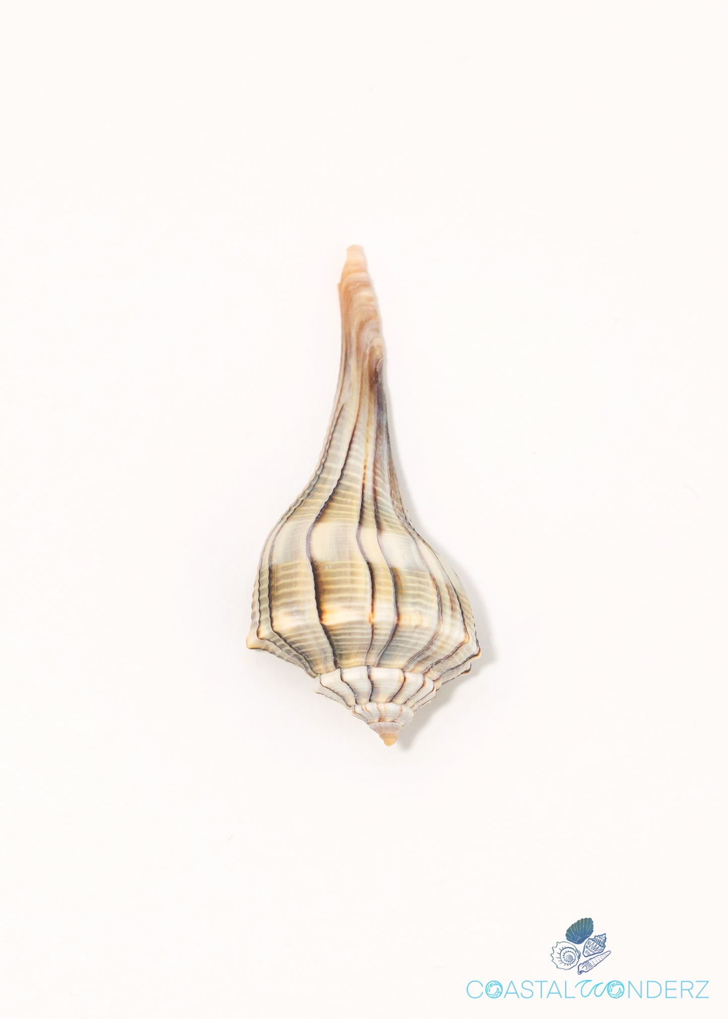 Lightning Whelk Shell (Sinistrofulgur Sinistrum)