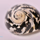 Magpie Turbo Shell (Cittarium pica)